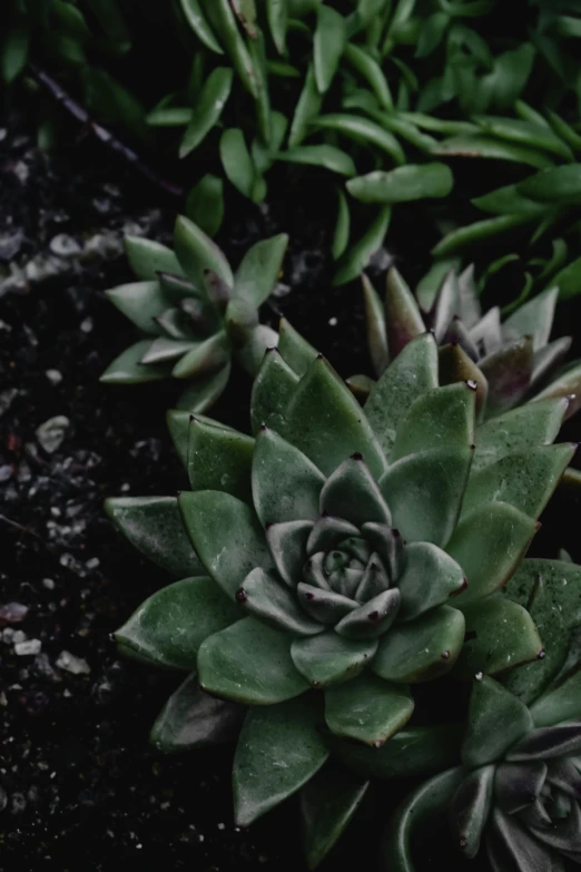 a couple of succulents sitting next to each other, inspired by Elsa Bleda, trending on unsplash, grainy footage, full frame image, multiple stories, grey