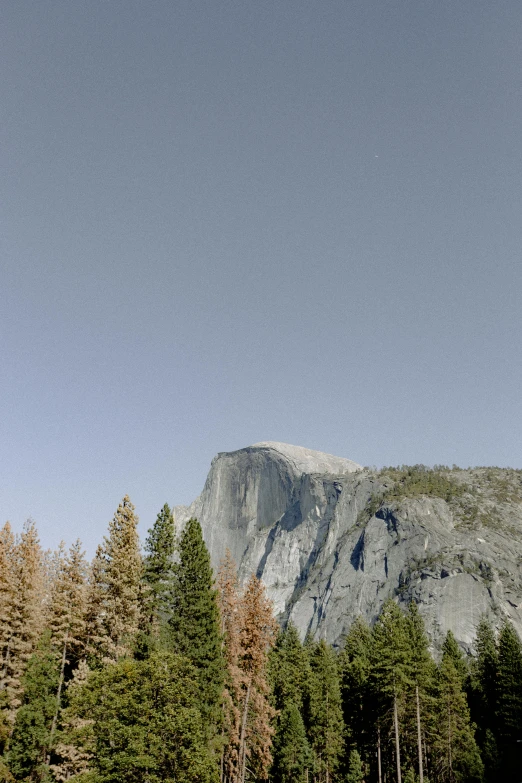 a herd of cattle grazing on top of a lush green field, a picture, inspired by Ansel Adams, trending on unsplash, visual art, yosemite valley, muted fall colors, dome, 🌲🌌