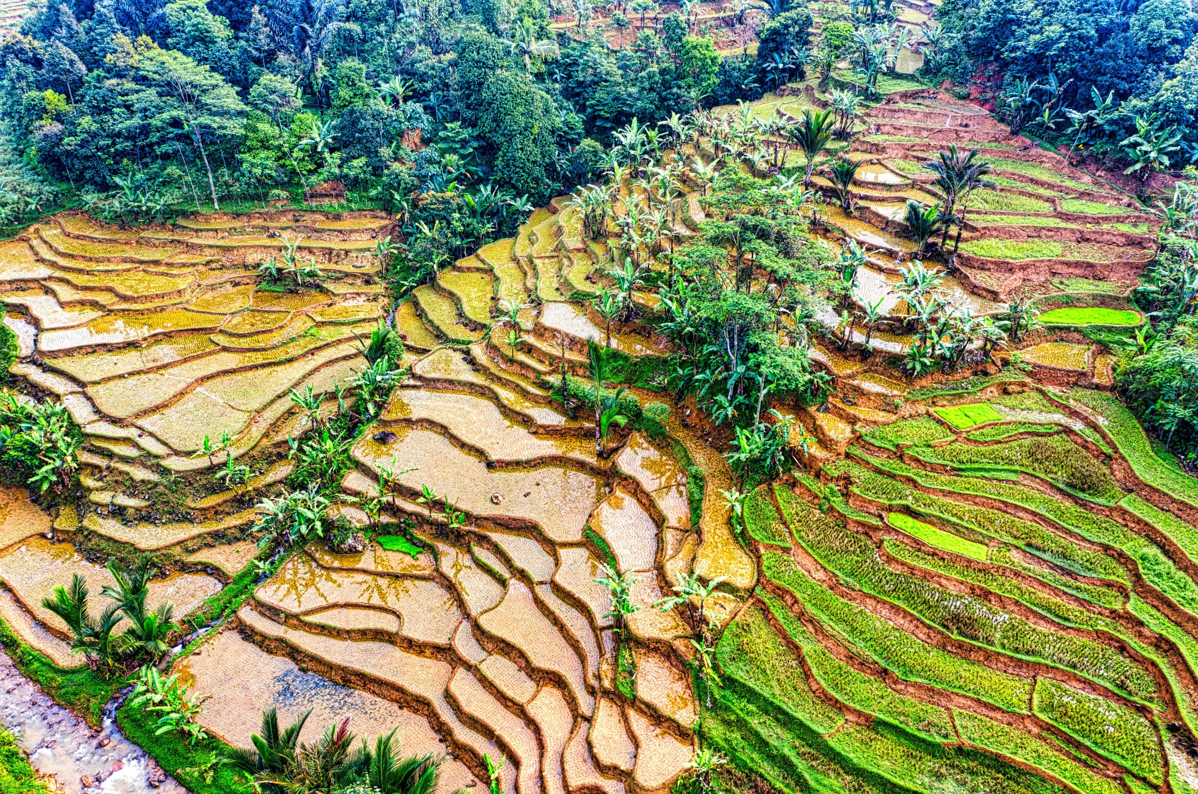 an aerial view of a terraced rice field, a picture, pexels, sumatraism, mixed art, it's raining, jungle setting, multi - level