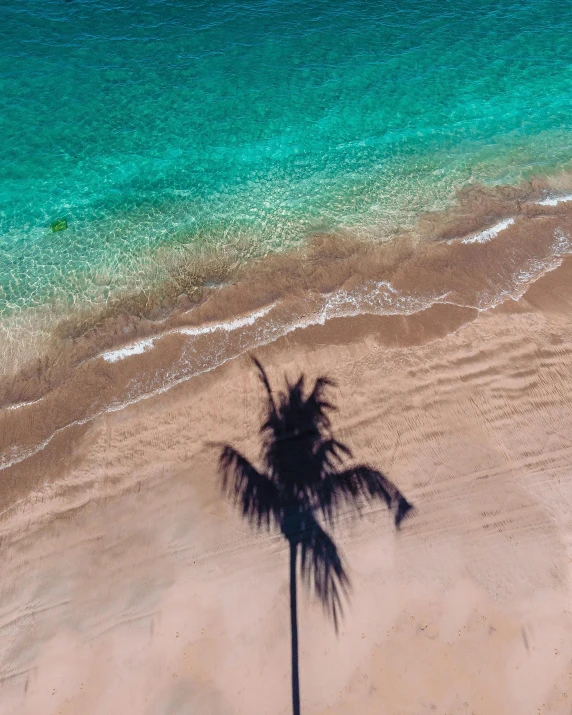 a palm tree sitting on top of a sandy beach, a screenshot, pexels contest winner, aerial photo, tan complexion, thumbnail, body of water