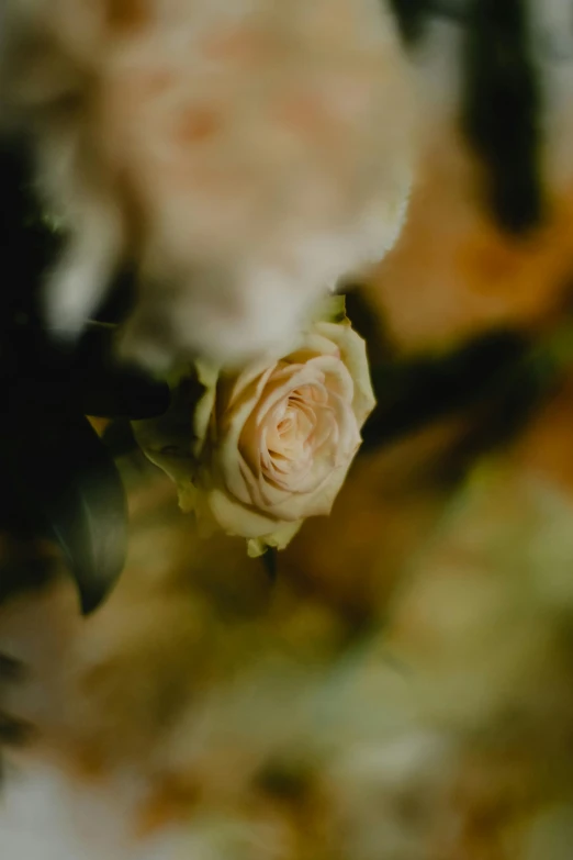 a close up of a bouquet of flowers, muted lighting, rose twining, slight yellow hue, masterful