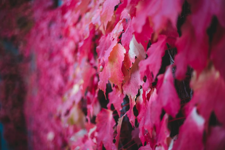 a wall covered in lots of red leaves, by Adam Marczyński, pexels contest winner, soft light 4 k in pink, close-up shot, instagram post, ((pink))