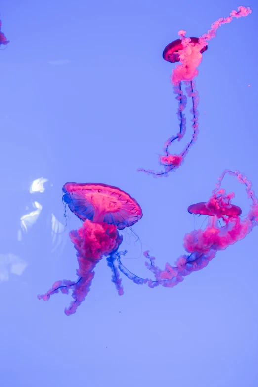 a group of jellyfish flying through a blue sky, pexels, fuchsia and blue, slide show, color”