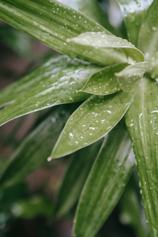 a close up of a plant with water droplets on it, vanilla, lush greens, faceted, exterior shot