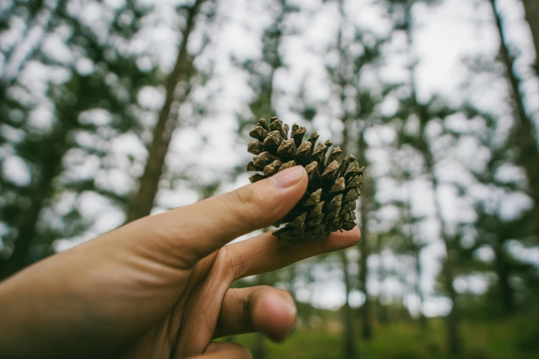 a person holding a pine cone in a forest, unsplash, instagram photo, cone shaped, detailing, cut