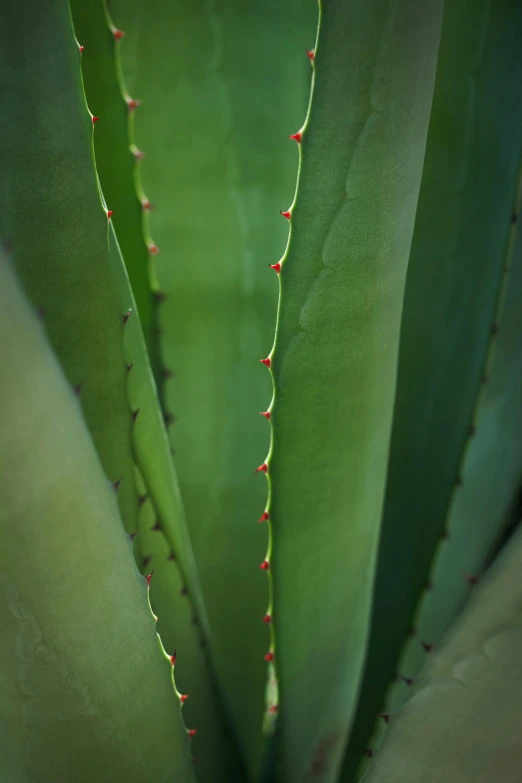 a close up view of an agave plant, by Jessie Algie, thin red veins, rivets, full frame image, soft light - n 9