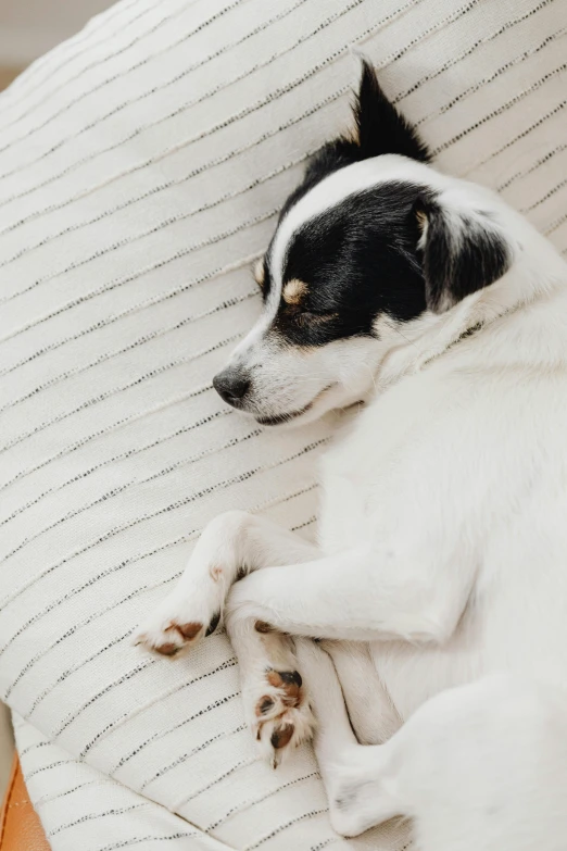 a dog that is laying down on a chair, trending on pexels, detailed white, sleepers, mixed animal, 1 2 9 7