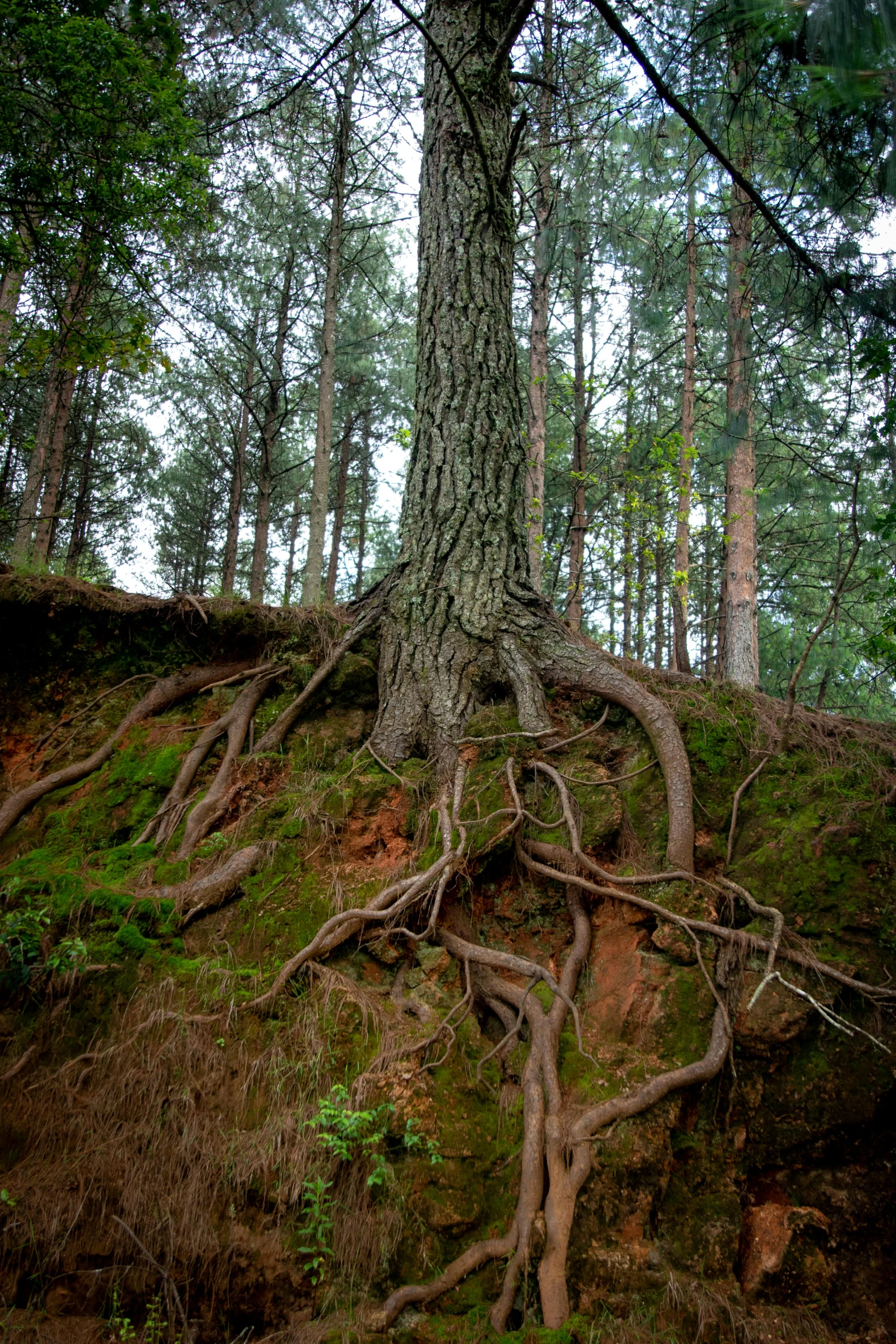 a tree that is growing out of the ground, by Jacob Kainen, unsplash, land art, sinuous fine roots, ((forest)), july 2 0 1 1, ((trees))