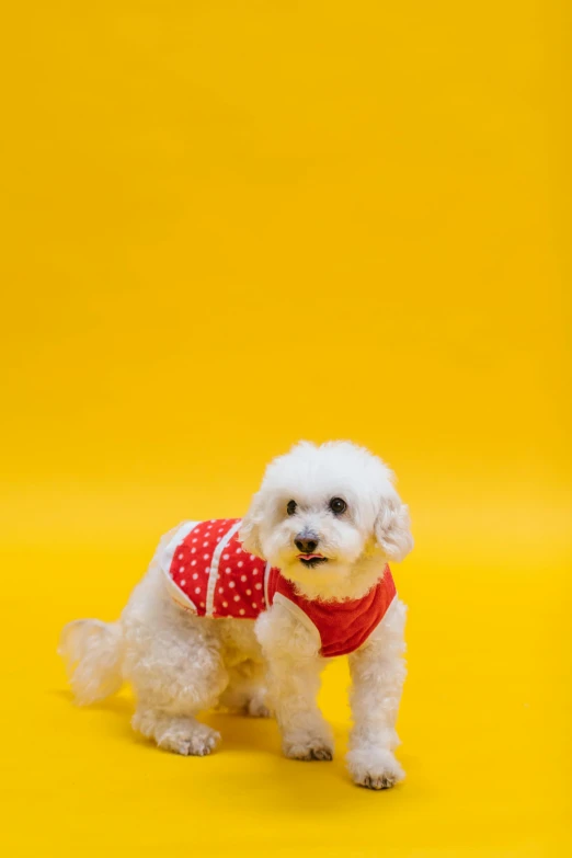 a white dog wearing a red bandana on a yellow background, by Julia Pishtar, wearing a red outfit, wearing a red gilet, spotted, ji-min
