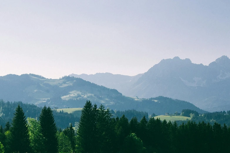 a herd of cattle grazing on top of a lush green field, by Johannes Voss, pexels contest winner, les nabis, pine trees, looking at the mountains, minimalist photo, high quality desktop wallpaper