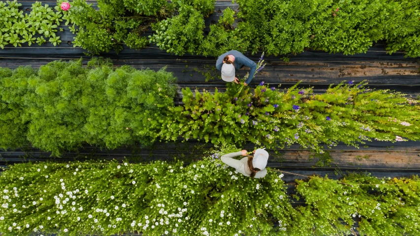 a couple of people that are standing in the grass, verdant plants green wall, wide overhead shot, farming, vine and plants and flowers