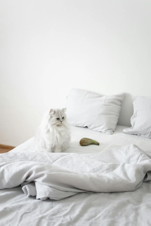 a white cat sitting on top of a bed, unsplash, minimalism, food, grey, shot on sony a 7, a blond
