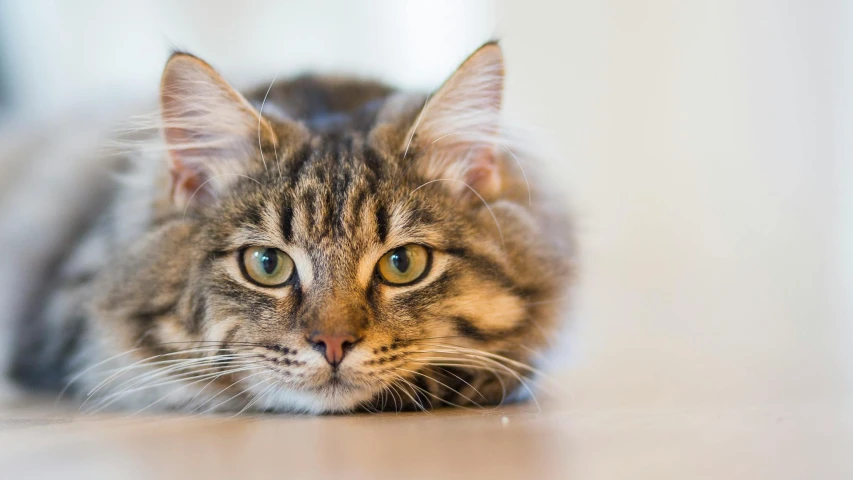 a close up of a cat laying on a floor, looking towards the camera, whiskers hq, getty images, closeup of an adorable