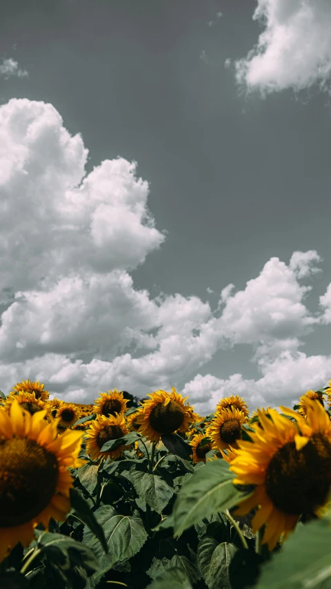 a field of sunflowers under a cloudy sky, unsplash contest winner, renaissance, the sky is gray, low quality photo, vsco, concept photo