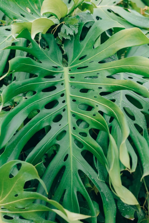 a close up of a plant with green leaves, monstera deliciosa, long snout, made of leaf skeleton, fully covered