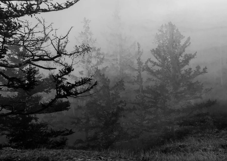 a black and white photo of a foggy forest, inspired by Ansel Adams, scary pines, trees in the grassy hills, tangled trees, melting and dripping. eerie