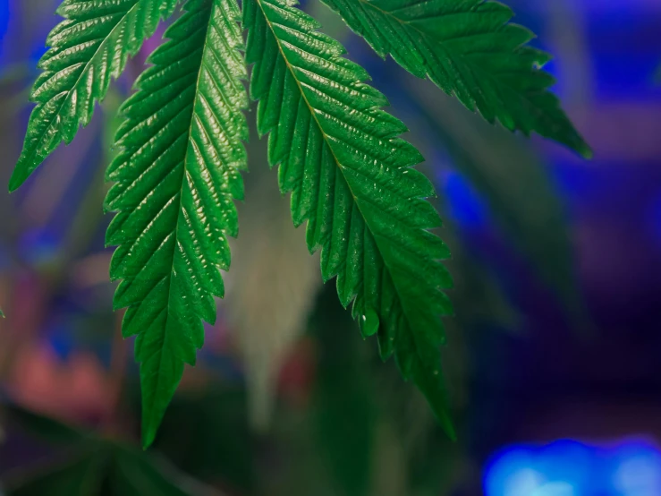 a close up of a plant with green leaves, with green cannabis leaves, bursting with blue light, thumbnail, exterior shot