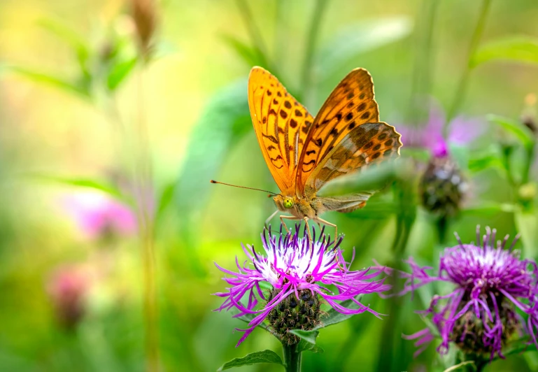 a butterfly sitting on top of a purple flower, nature photograph, fan favorite, 8k resolution”, colorful wildflowers