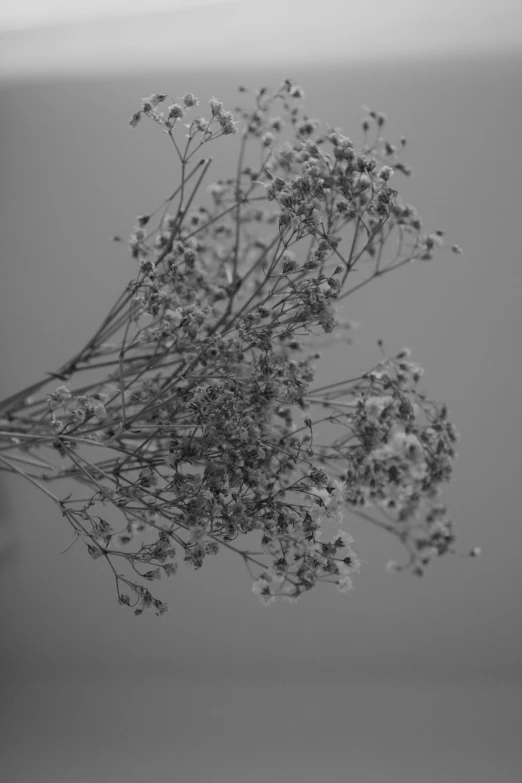 a black and white photo of a bunch of flowers, by Ai-Mitsu, gypsophila, in the astral plane ) ) ), withered, :: morning