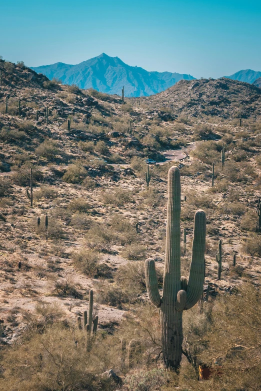 a cactus in the desert with mountains in the background, lush surroundings, rocky ground with a dirt path, seen from above, taken with kodak portra