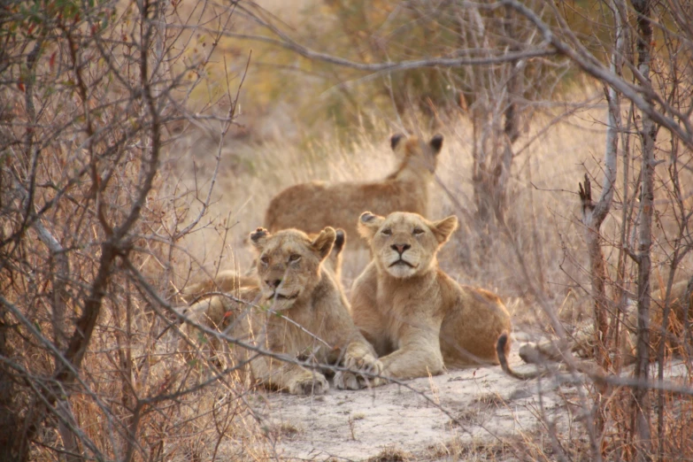 a couple of lions laying on top of a dirt field, three heads, looking towards the camera, girls resting, taken in the early 2020s