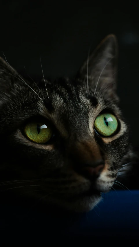 a close up of a cat with green eyes, an album cover, by irakli nadar, pexels, dark, getty images, huge-eyed, instagram picture