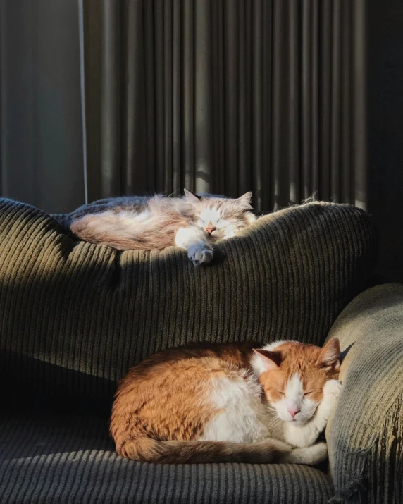 a couple of cats laying on top of a couch, pexels contest winner, in the sun, well - appointed space, late evening, lgbtq