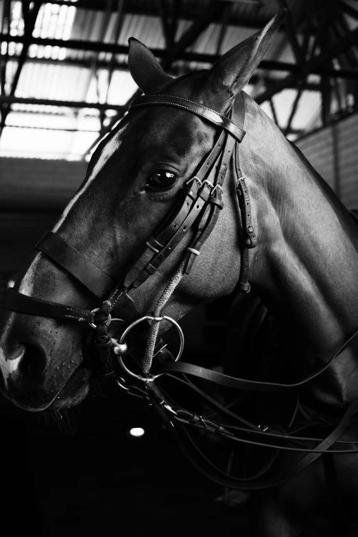 a black and white photo of a horse, by Daarken, indoor shot, ((portrait)), dullahan, medium format. soft light