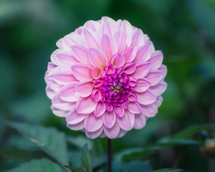 a close up of a pink flower with green leaves, unsplash, dahlias, paul barson, in bloom greenhouse, high definition image