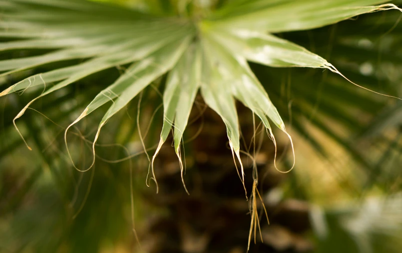 a close up of a palm tree with green leaves, a portrait, unsplash, hurufiyya, portrait image