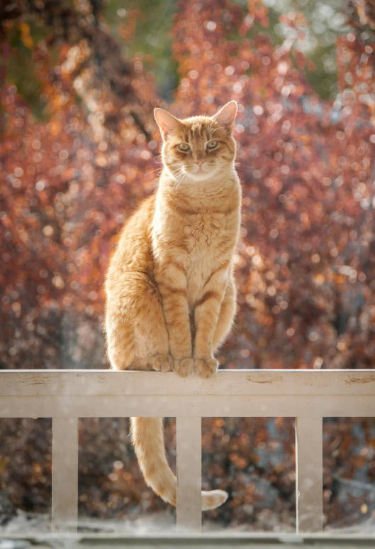 an orange cat sitting on top of a white fence, in fall, award - winning pet photography, doing a majestic pose, strong bokeh