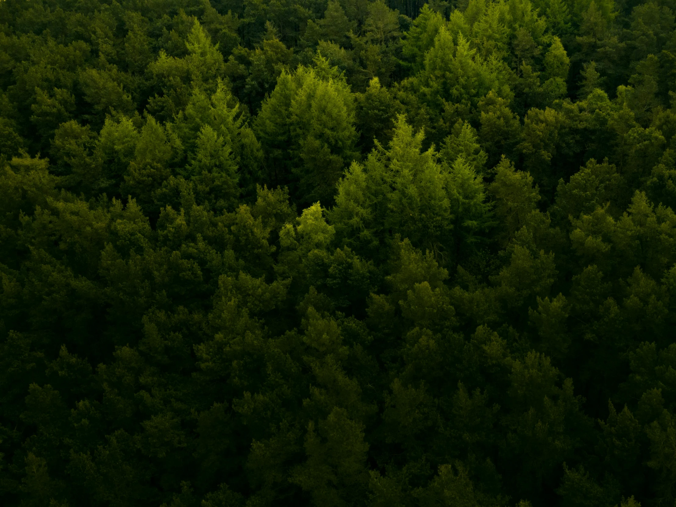 a train traveling through a lush green forest, inspired by Elsa Bleda, pexels contest winner, hurufiyya, view from the sky, dark pine trees, full 8k high quality resolution, ((trees))