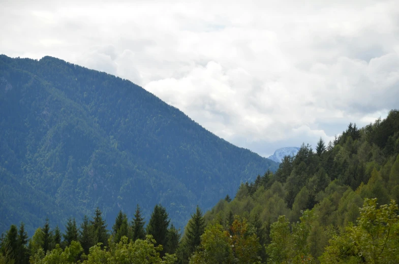 a herd of cattle grazing on top of a lush green hillside, by Werner Gutzeit, pexels contest winner, les nabis, spruce trees on the sides, 2 5 6 x 2 5 6 pixels, seen from a distance, whistler