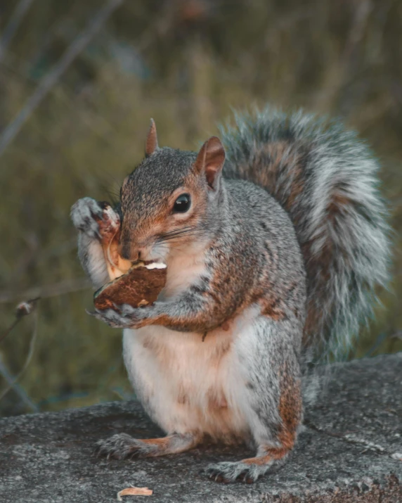 a squirrel sitting on top of a rock eating a piece of food