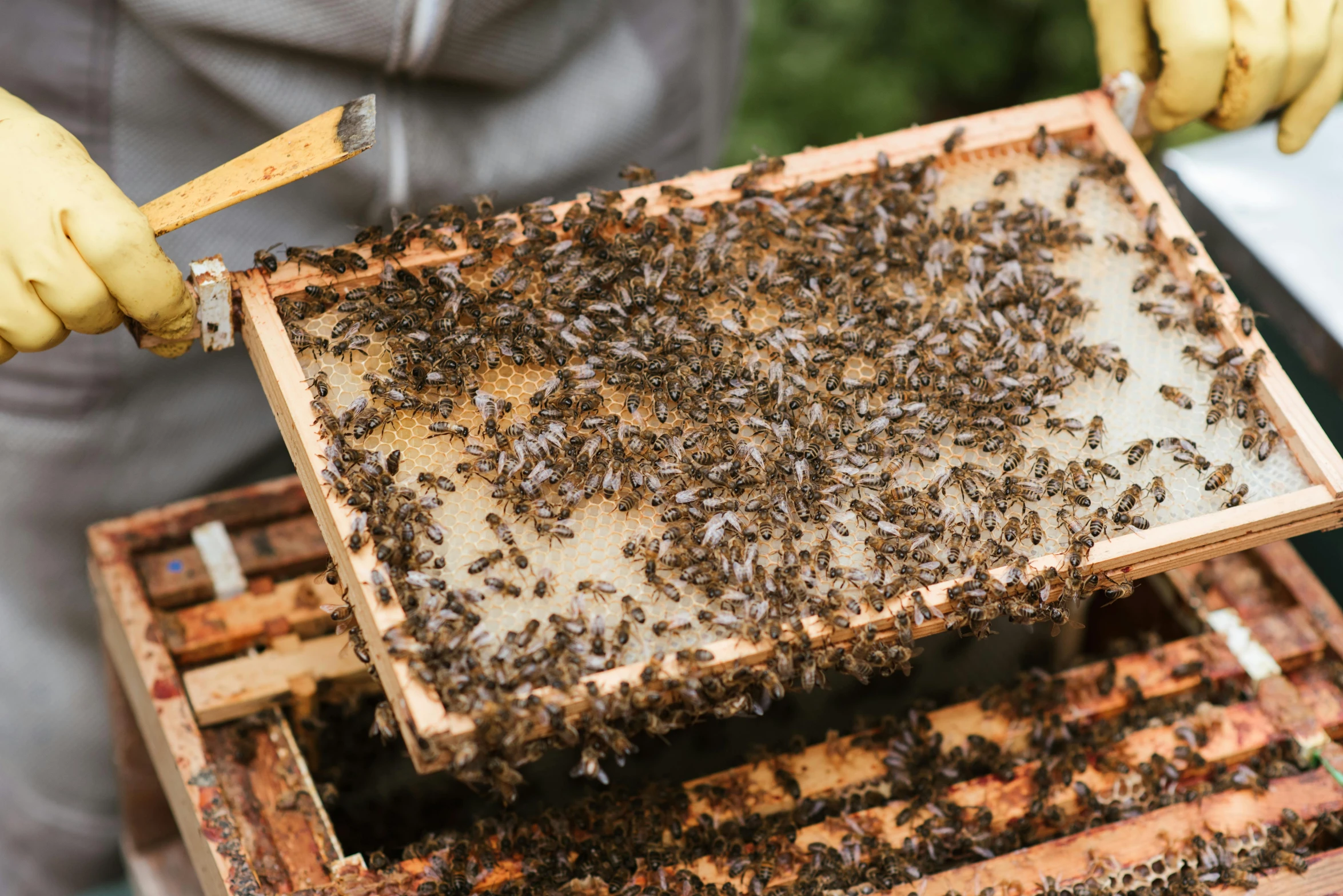 a beekeeper inspects a beehive full of bees, by Julian Hatton, pexels, on a wooden tray, trending on dezeen, caramel, grey