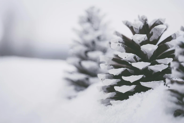 a group of pine cones covered in snow, trending on pexels, grey, with a tree in the background, minimalistic, thumbnail