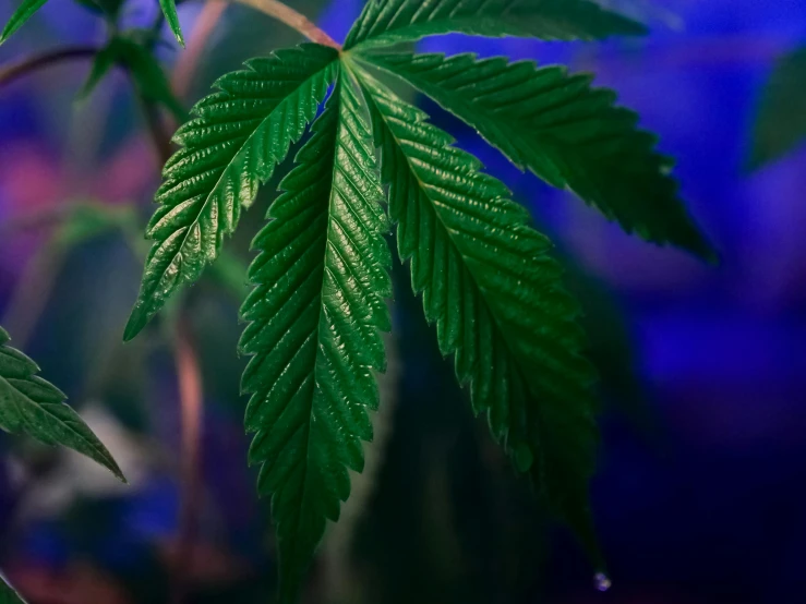 a close up of a plant with green leaves, princess of cannabis, dramatic blue light, instagram post, medium close shot