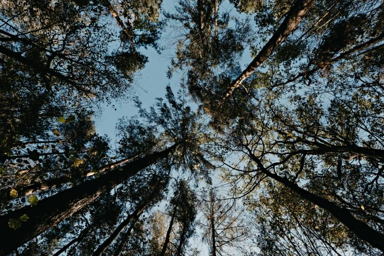 a forest filled with lots of tall trees, by Jessie Algie, unsplash, hurufiyya, clear sky above, overhanging branches, ((trees)), forest picnic