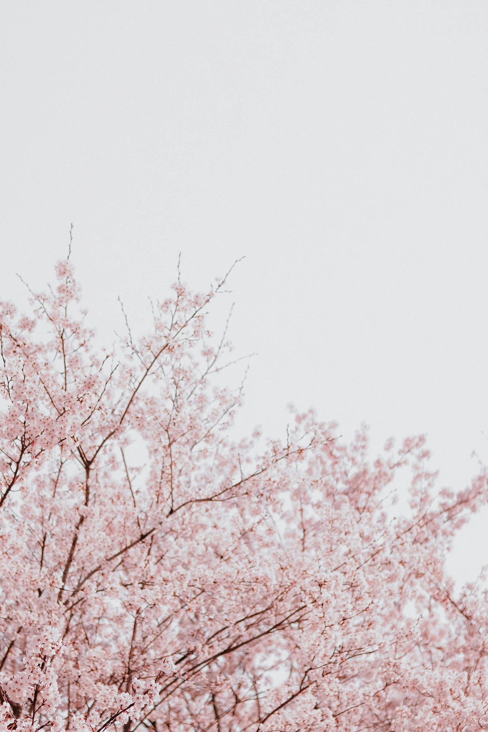 a bunch of trees that are next to each other, trending on unsplash, aestheticism, sakura bloomimg, with a white background, canvas print, delicate details