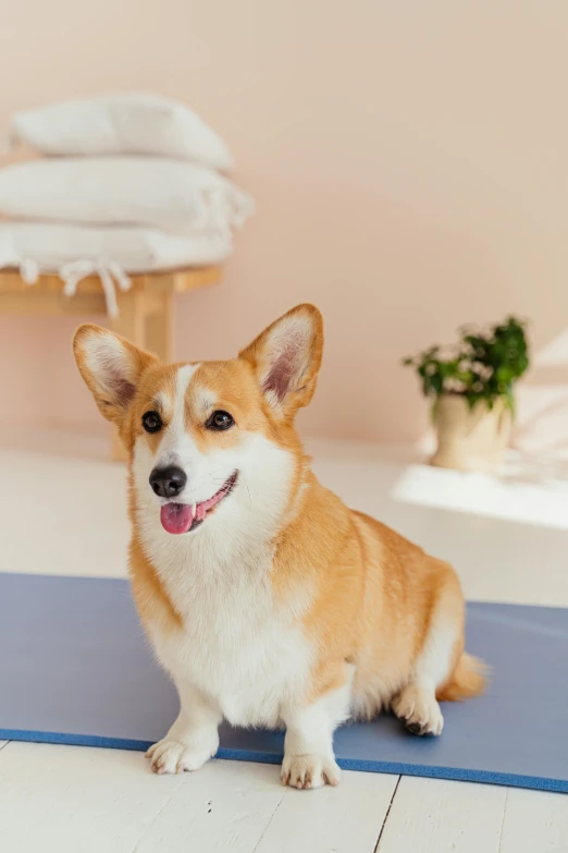 a dog sitting on a mat in a bathroom, a portrait, trending on pexels, corgi with [ angelic wings ]!!, yoga pose, pastel', 8 k 4 k