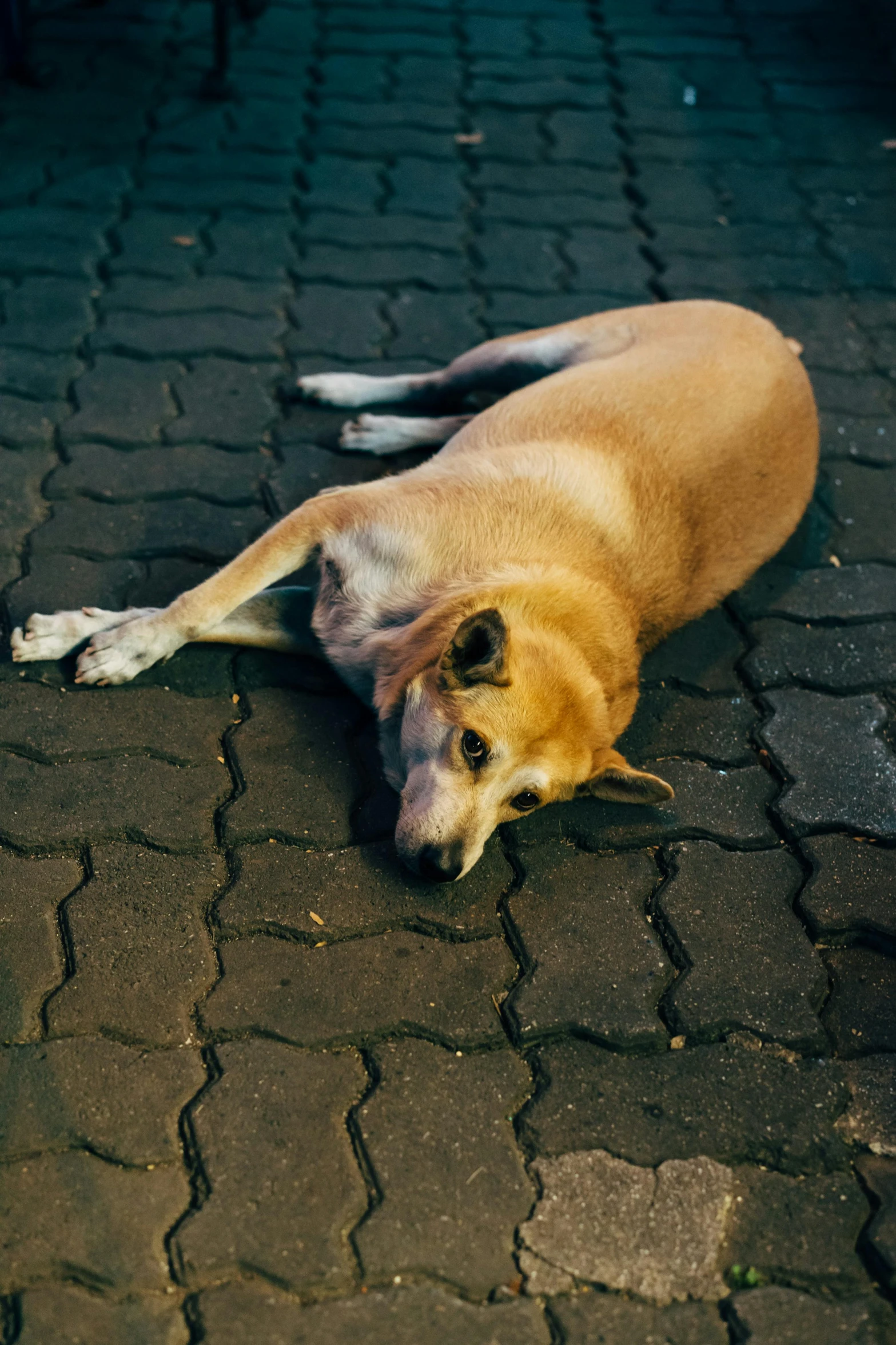 a dog that is laying down on the ground, inspired by Elke Vogelsang, unsplash, streets of mumbai, photo taken on fujifilm superia, 15081959 21121991 01012000 4k, ilustration