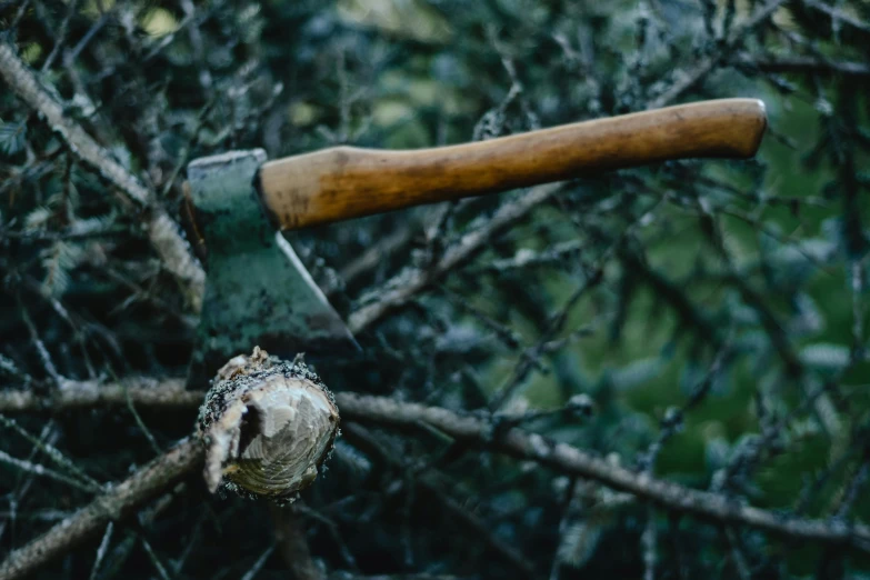 an axe stuck in the branches of a tree, pexels contest winner, slasher, close-up product photo, thumbnail, harrowing