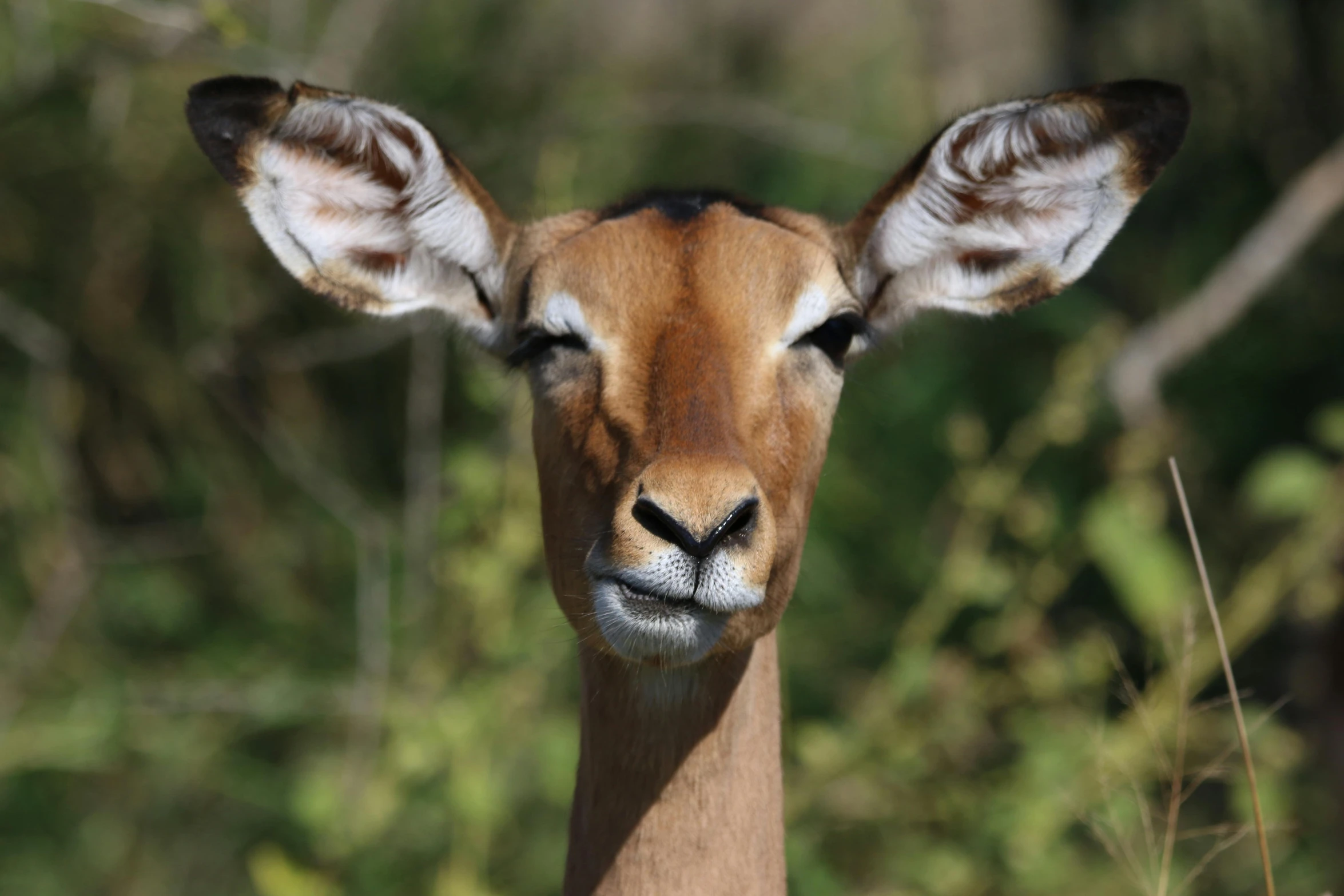 a close up of a deer looking at the camera, gerenuk, fan favorite, in africa, no cropping