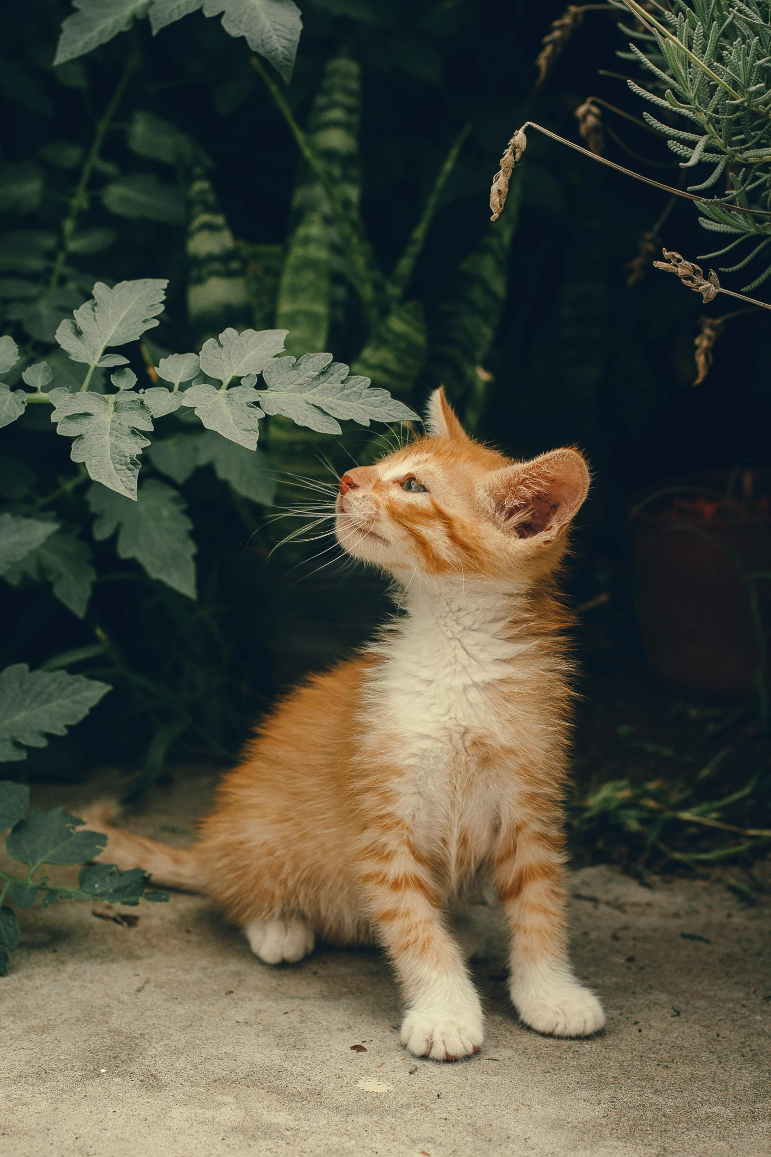 a small orange and white kitten sitting in front of a plant, a picture, unsplash contest winner, kneeling and looking up, young male, gif, classical