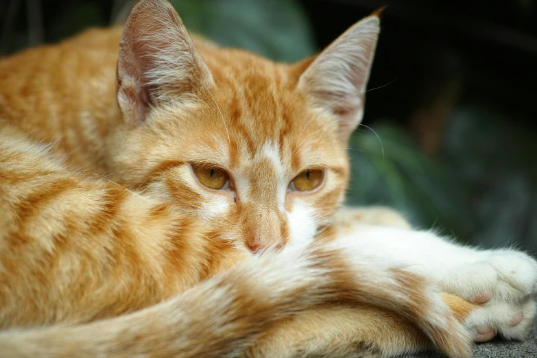 a cat that is laying down on the ground, flickr, orange hue, getty images, concerned, closeup photograph