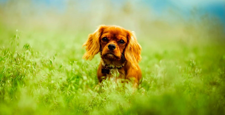 a dog that is sitting in the grass, square, desktop wallpaper, shot with sony alpha, brightly coloured