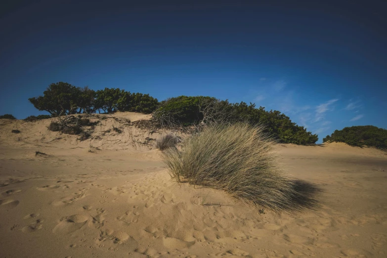 a group of trees sitting on top of a sandy hill, unsplash, land art, windy beach, bushes, profile image