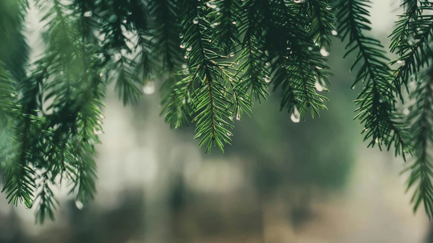 a tree branch with drops of water on it, an album cover, inspired by Elsa Bleda, trending on pexels, pine trees, festive atmosphere, thumbnail, alex heywood
