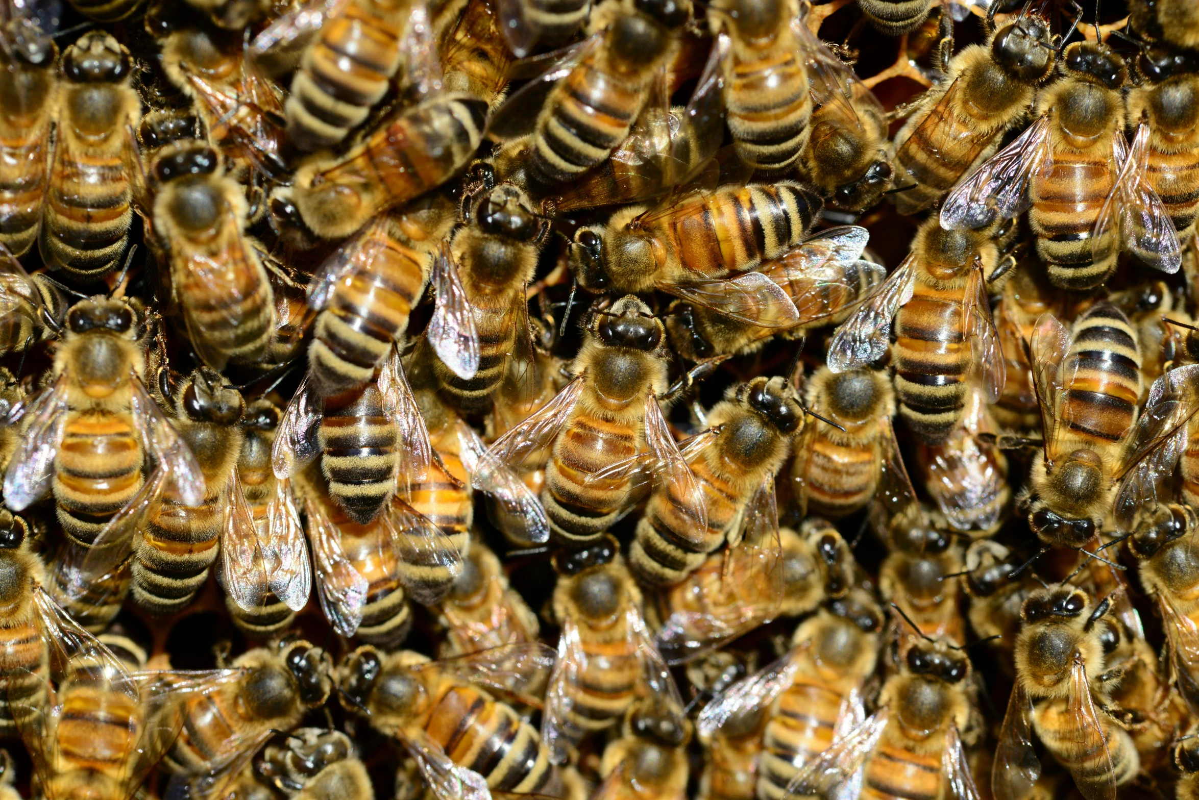 a bunch of bees sitting on top of each other, an album cover, by Linda Sutton, pixabay, renaissance, zoomed in, very crowded, 🦩🪐🐞👩🏻🦳, seasonal