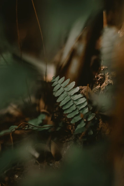 a plant that is growing out of the ground, inspired by Elsa Bleda, trending on unsplash, naturalism, dried fern, vines along the jungle floor, low quality photo, trap made of leaves